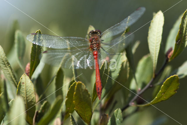 Zwervende heidelibel (Sympetrum fonscolombii)