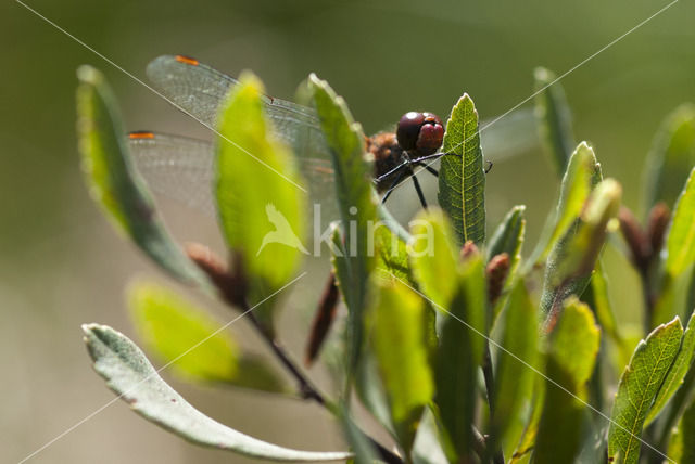 Zwervende heidelibel (Sympetrum fonscolombii)