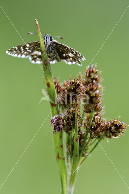 Grizzled Skipper (Pyrgus malvae)