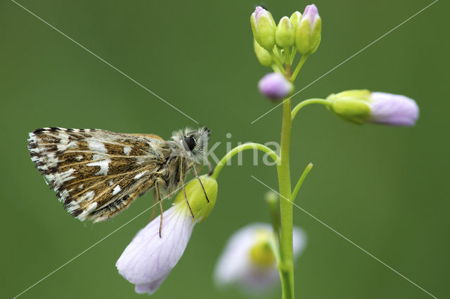 Grizzled Skipper (Pyrgus malvae)