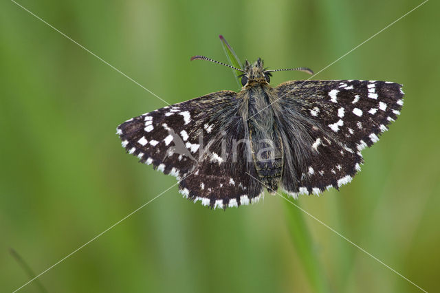 Grizzled Skipper (Pyrgus malvae)