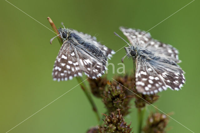 Grizzled Skipper (Pyrgus malvae)