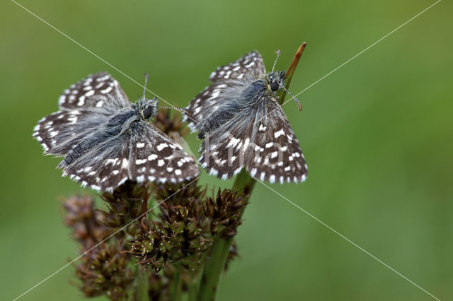 Grizzled Skipper (Pyrgus malvae)