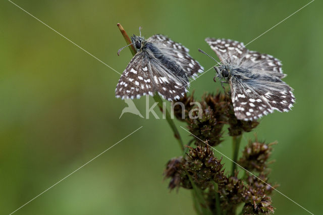 Grizzled Skipper (Pyrgus malvae)