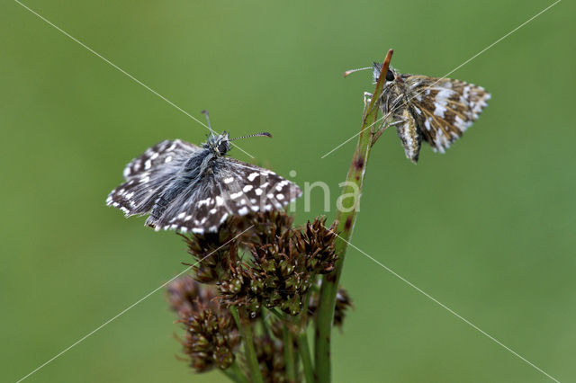 Grizzled Skipper (Pyrgus malvae)