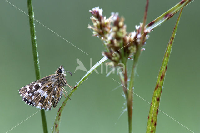 Grizzled Skipper (Pyrgus malvae)