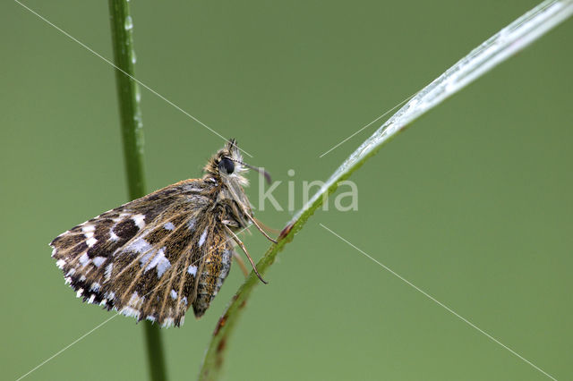 Grizzled Skipper (Pyrgus malvae)