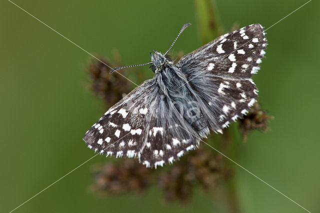 Grizzled Skipper (Pyrgus malvae)