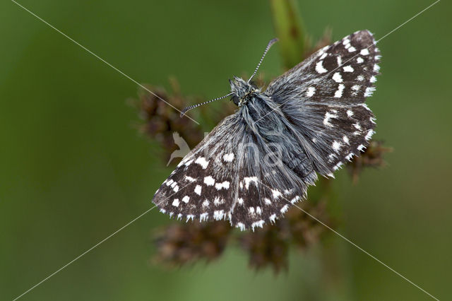 Grizzled Skipper (Pyrgus malvae)