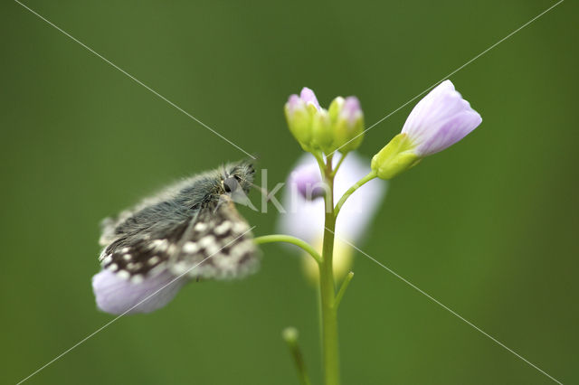 Grizzled Skipper (Pyrgus malvae)