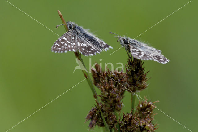 Grizzled Skipper (Pyrgus malvae)