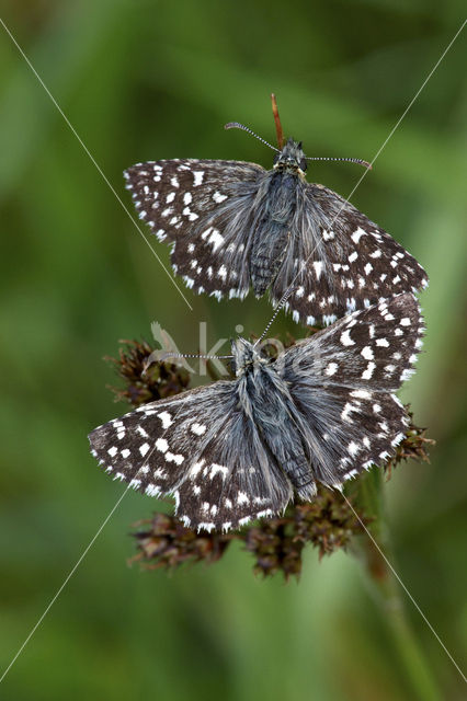 Grizzled Skipper (Pyrgus malvae)