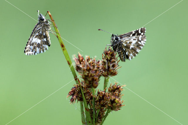 Grizzled Skipper (Pyrgus malvae)