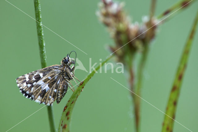 Grizzled Skipper (Pyrgus malvae)