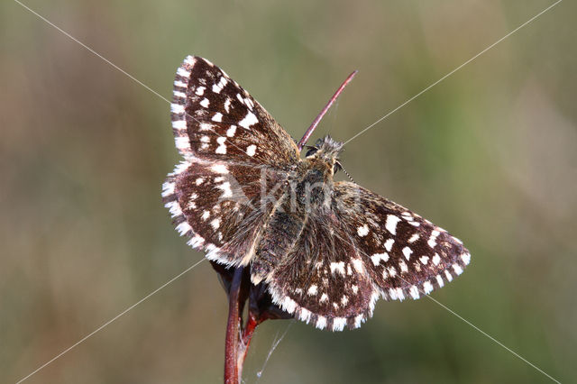 Grizzled Skipper (Pyrgus malvae)