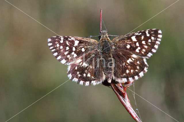 Grizzled Skipper (Pyrgus malvae)