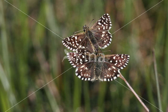 Grizzled Skipper (Pyrgus malvae)