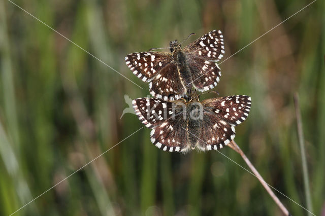 Grizzled Skipper (Pyrgus malvae)