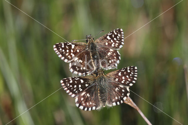 Grizzled Skipper (Pyrgus malvae)