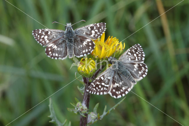 Grizzled Skipper (Pyrgus malvae)