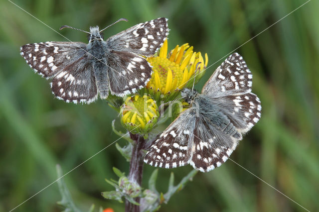 Grizzled Skipper (Pyrgus malvae)