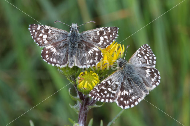 Grizzled Skipper (Pyrgus malvae)