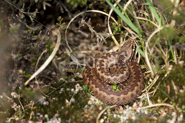 Common Viper (Vipera berus)