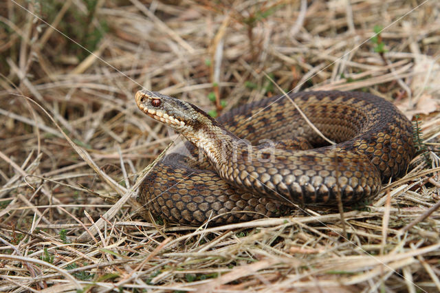 Adder (Vipera berus)