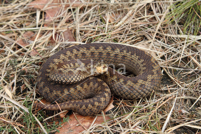 Common Viper (Vipera berus)