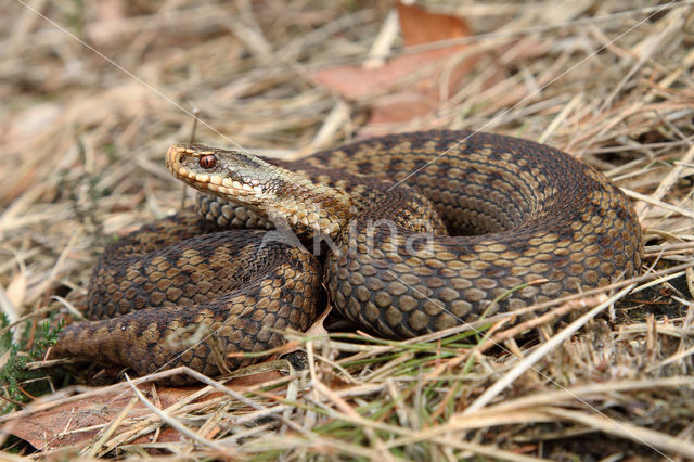 Common Viper (Vipera berus)