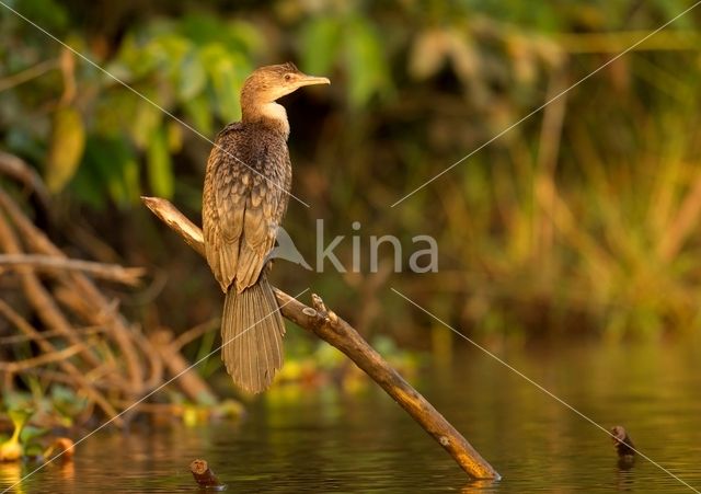 Afrikaanse Dwergaalscholver (Microcarbo africanus)