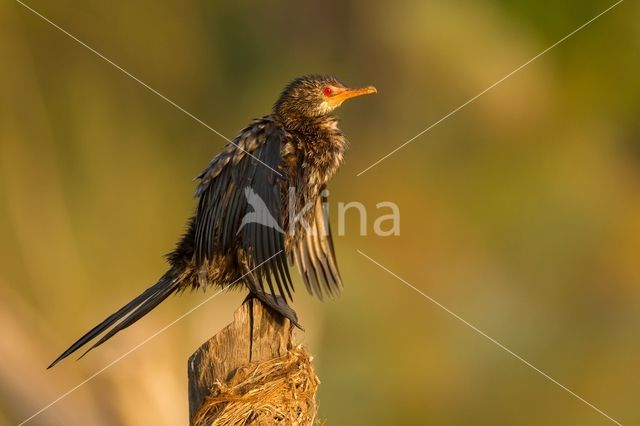 Reed cormorant