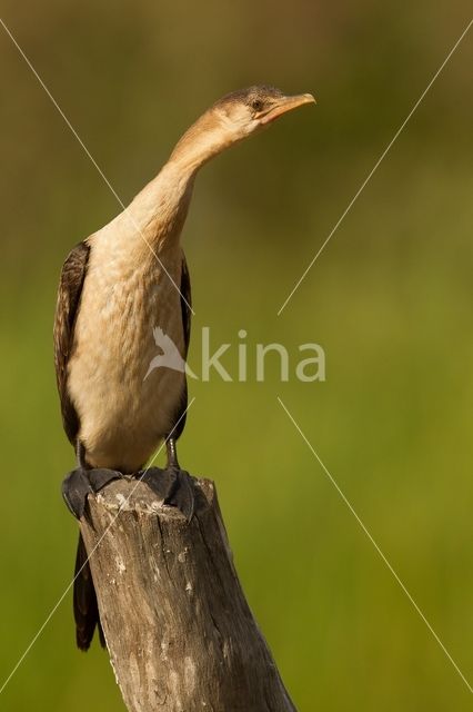 Afrikaanse Dwergaalscholver (Microcarbo africanus)