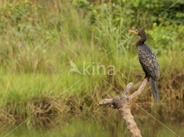 Afrikaanse Dwergaalscholver (Microcarbo africanus)