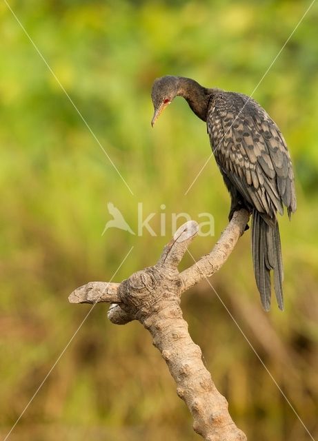 Afrikaanse Dwergaalscholver (Microcarbo africanus)