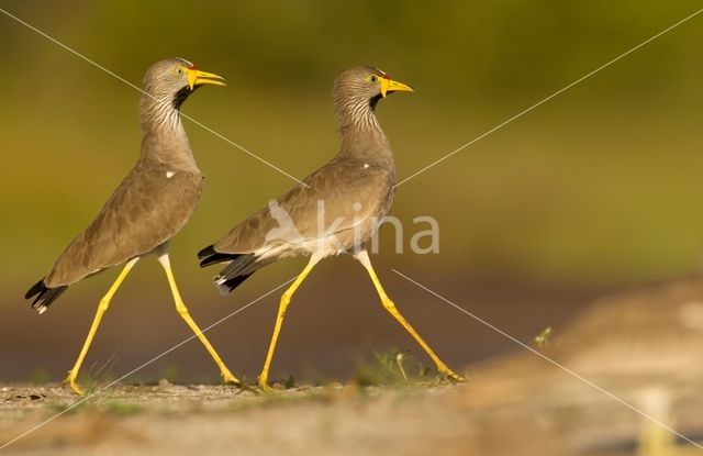 African wattled lapwing