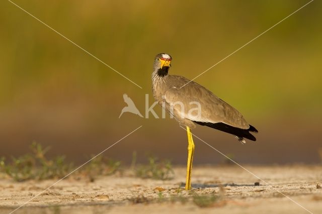 African wattled lapwing