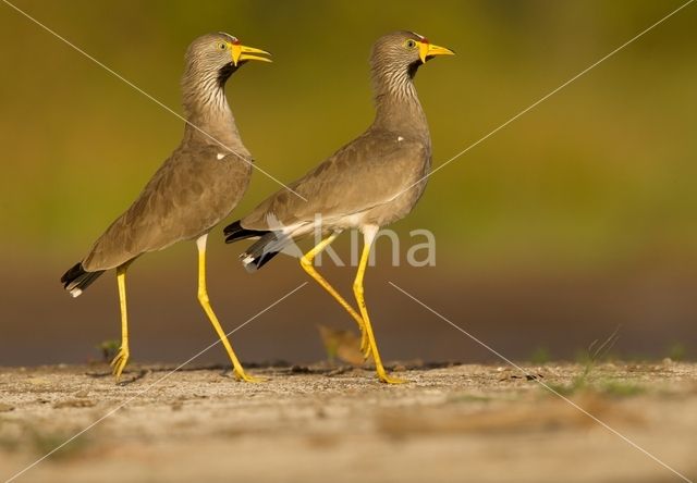 African wattled lapwing