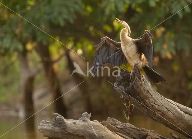 Afrikaanse slangenhalsvogel (Anhinga rufa)