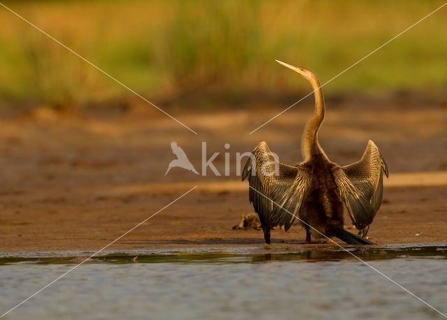 Afrikaanse slangenhalsvogel (Anhinga rufa)