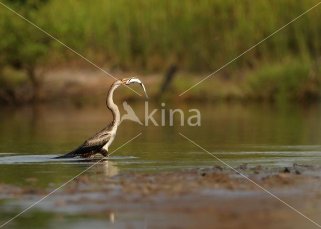 Afrikaanse slangenhalsvogel (Anhinga rufa)