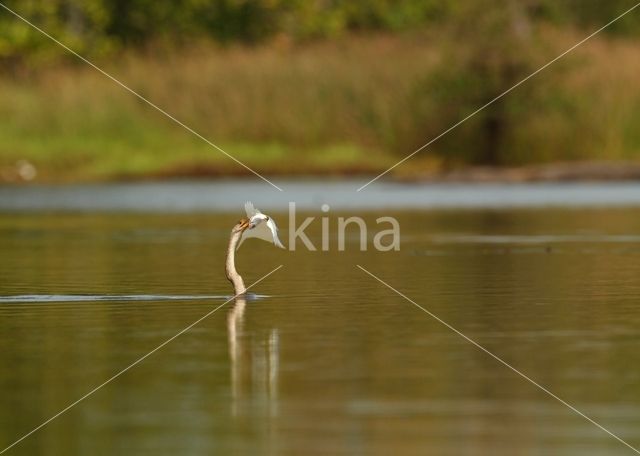 Afrikaanse slangenhalsvogel (Anhinga rufa)