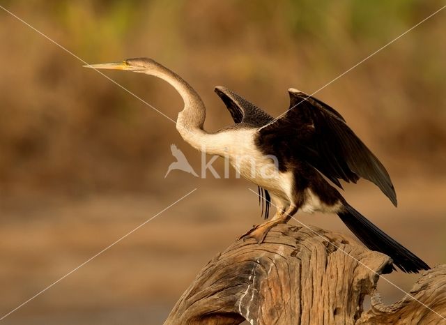 African Darter (Anhinga rufa)