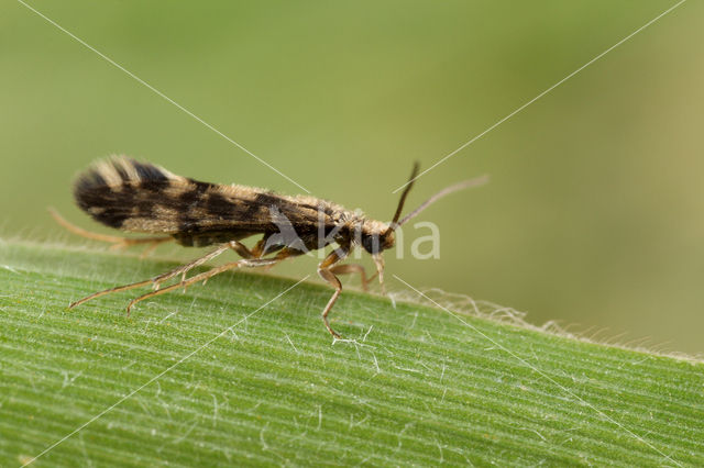 Agraylea multipunctata