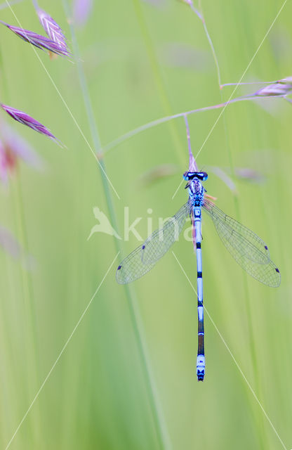 Azuurwaterjuffer (Coenagrion puella)