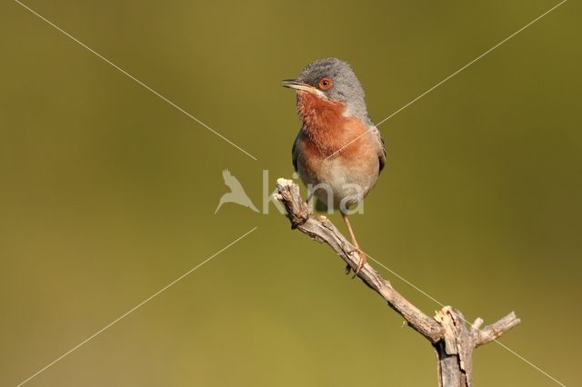 Baardgrasmus (Sylvia cantillans)