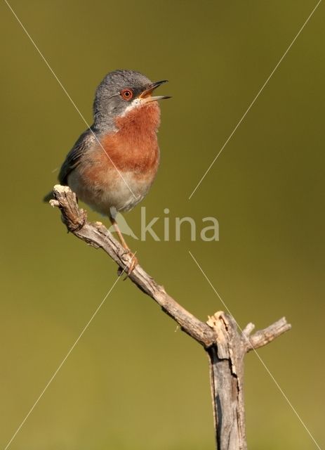 Subalpine Warbler (Sylvia cantillans)