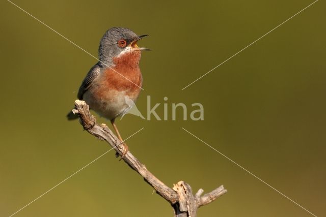 Baardgrasmus (Sylvia cantillans)