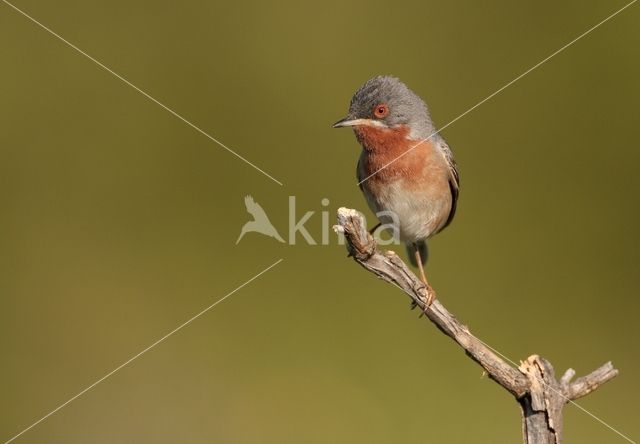 Baardgrasmus (Sylvia cantillans)