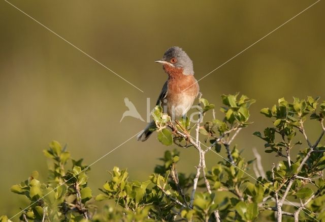 Baardgrasmus (Sylvia cantillans)